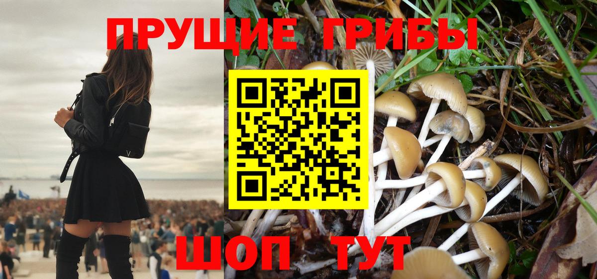 Гудермес  Псилоцибиновые грибы Psilocybe  Вход с VPN 